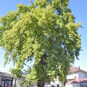 Cinari_19072022002