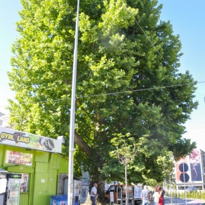 Cinari_19072022010