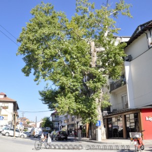 DSC0466
