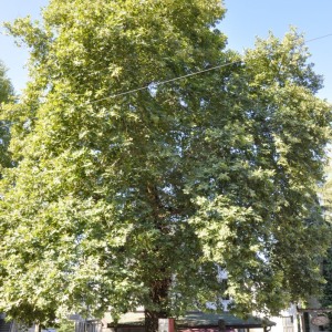 DSC0497